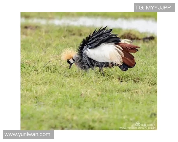 足球场上的搞笑明星们趣事大揭秘与精彩瞬间分享